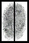 Fingerprint Diptych, two panels, each 63"x24"